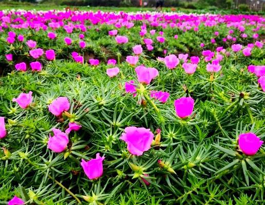 太阳花象征吉祥如意吗？它们的寓意是什么？
