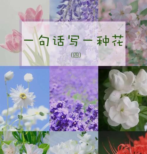 紫色彼岸花有何特别含义？