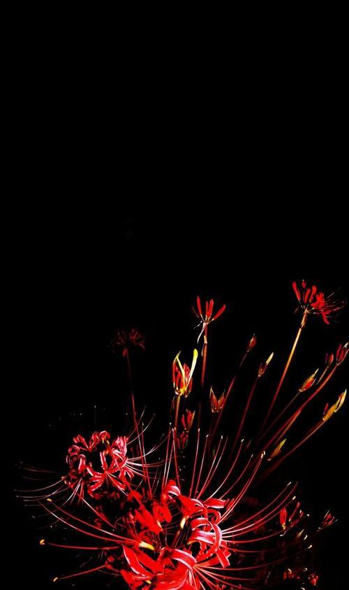 黑色花朵的花语是什么？为什么黑色花象征着什么？