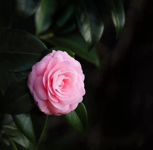 黑色花朵的花语是什么？为什么黑色花象征着什么？