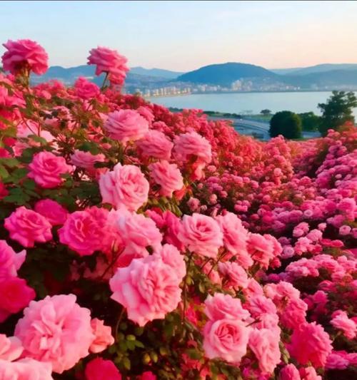 青色球花代表了什么？它的花语和寓意是什么？