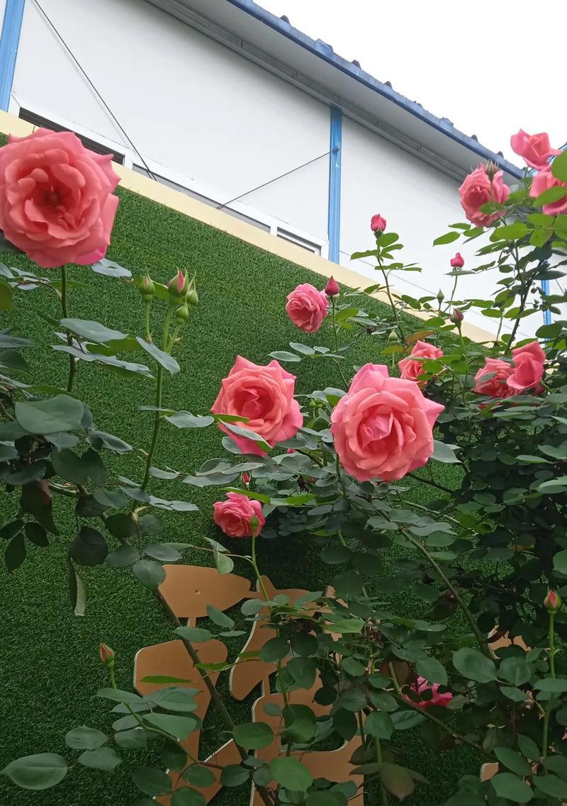 青色球花代表了什么？它的花语和寓意是什么？