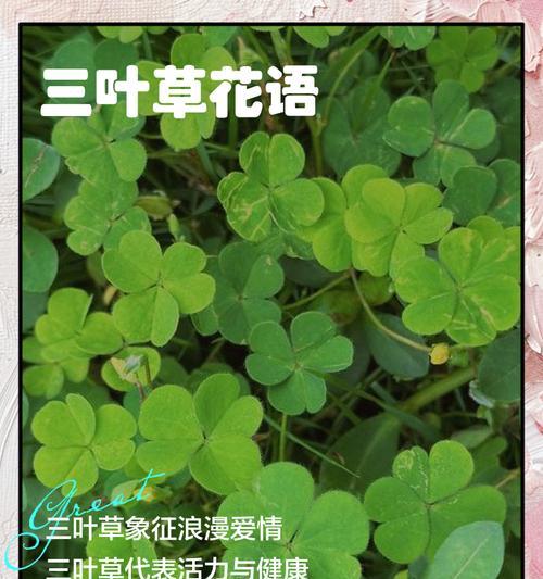 比较特色的花语是什么？如何通过花语表达个性？