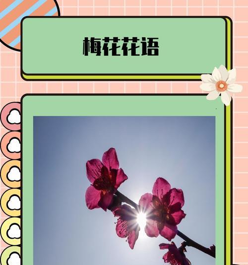 比较特色的花语是什么？如何通过花语表达个性？