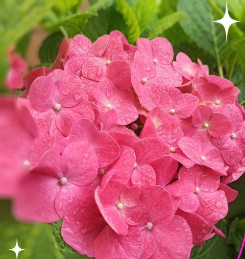 哪种花象征爱情的执着？爱情执着的花卉花语是什么？