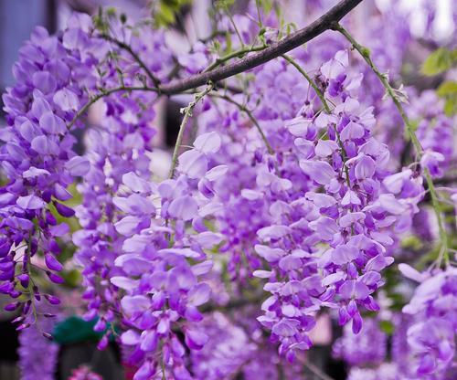 哪种花象征爱情的执着？爱情执着的花卉花语是什么？