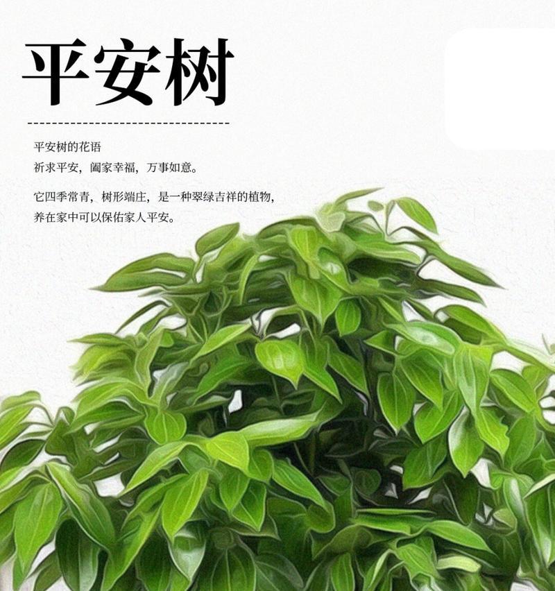 绿色花植物象征什么？绿色植物的花语有哪些？