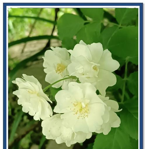 绿色花植物象征什么？绿色植物的花语有哪些？