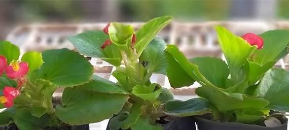 绿色花植物象征什么？绿色植物的花语有哪些？