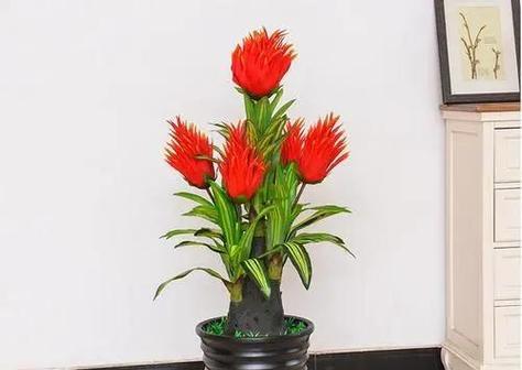 哪些花象征着发财和好运？如何选择这些花来装饰家居？