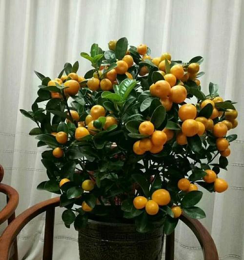 哪些花象征着发财和好运？如何选择这些花来装饰家居？