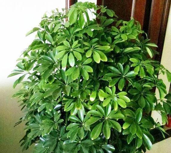哪些花象征着发财和好运？如何选择这些花来装饰家居？
