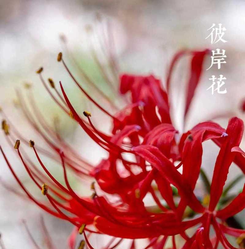 红色花代表什么寓意？红色花语有哪些？