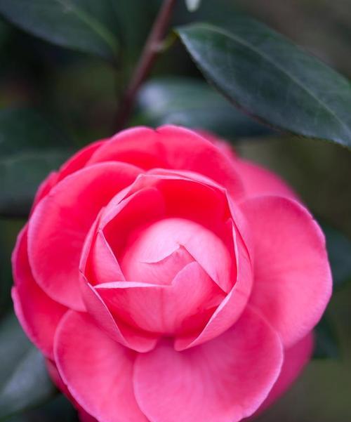 红色花代表什么寓意？红色花语有哪些？