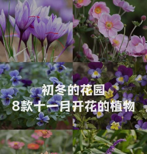 粉色毛毛花的花语是什么？粉色毛毛花寓意着什么？