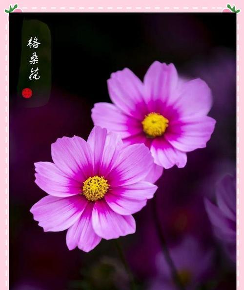 粉色毛毛花的花语是什么？粉色毛毛花寓意着什么？