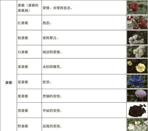 花语和颜色之间有什么联系？不同颜色的花语分别是什么？