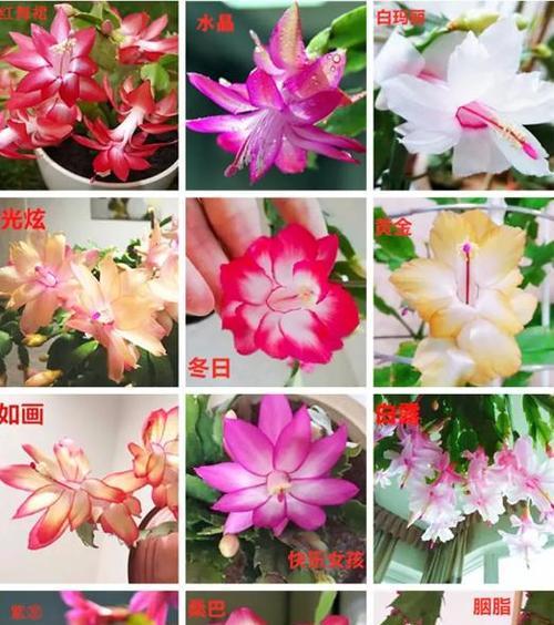 花语和颜色之间有什么联系？不同颜色的花语分别是什么？
