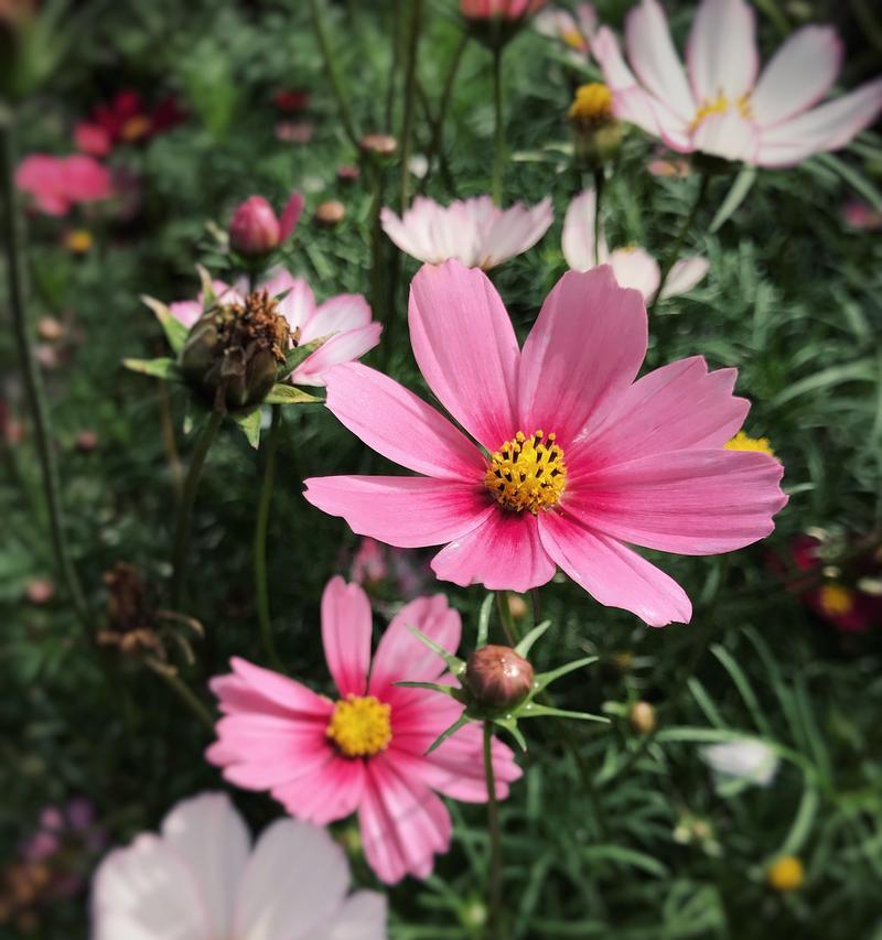 雪蓝花的颜色代表什么？花语和寓意是什么？