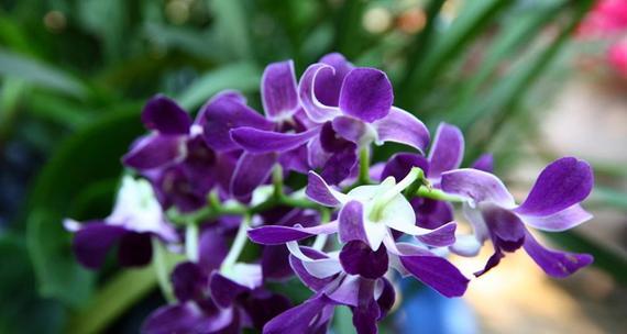雪蓝花的颜色代表什么？花语和寓意是什么？