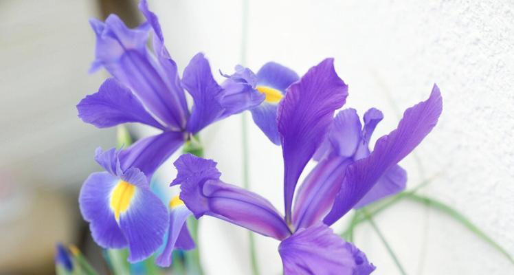 哪些蓝色的花寓意深长？它们的含义是什么？