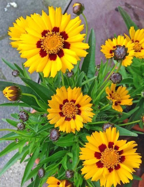黄色的花象征着什么？黄色花的寓意是什么？