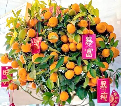 哪种花送给爸爸寓意好运？
