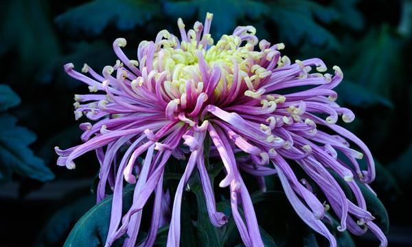 象征着中秋节的花是什么？中秋节送什么花最合适？
