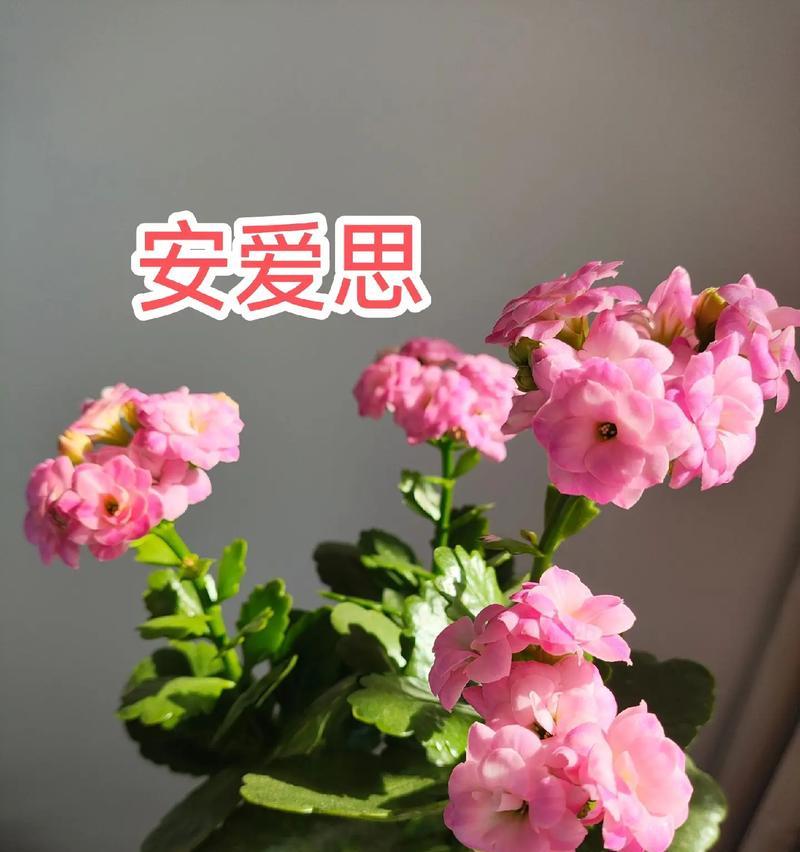 日本文化中哪种花象征长寿？长寿花的寓意是什么？