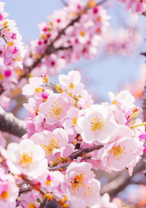 不同节日送什么花最合适？它们各自的寓意是什么？