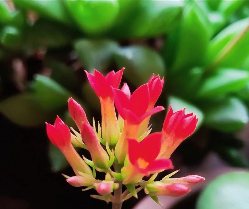 金边长寿花的花语是什么？金边长寿花寓意什么？