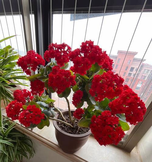 金边长寿花的花语是什么？金边长寿花寓意什么？