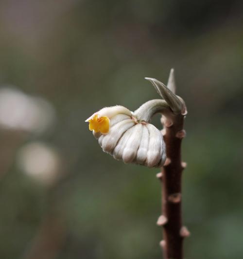 结香花如何象征爱情？