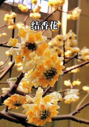 结香花如何象征爱情？