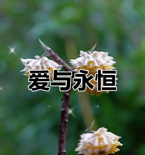 结香花如何象征爱情？