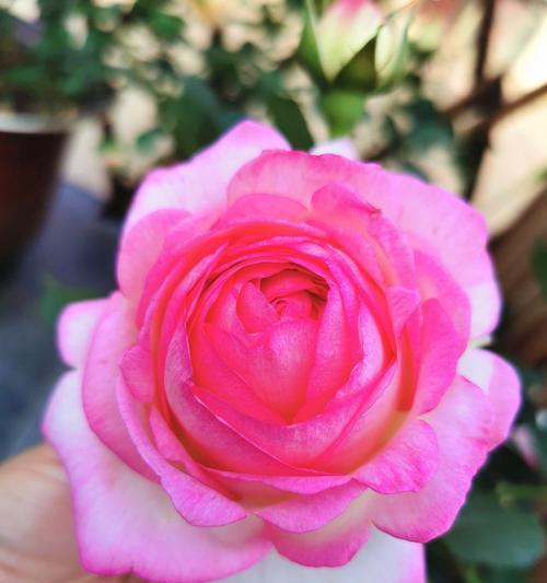 西方文化中花有哪些特殊含义？花在西方文化中代表什么？