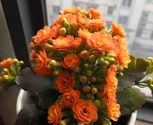 长寿寓意的花束有哪些花？哪些花卉代表了长寿和健康？