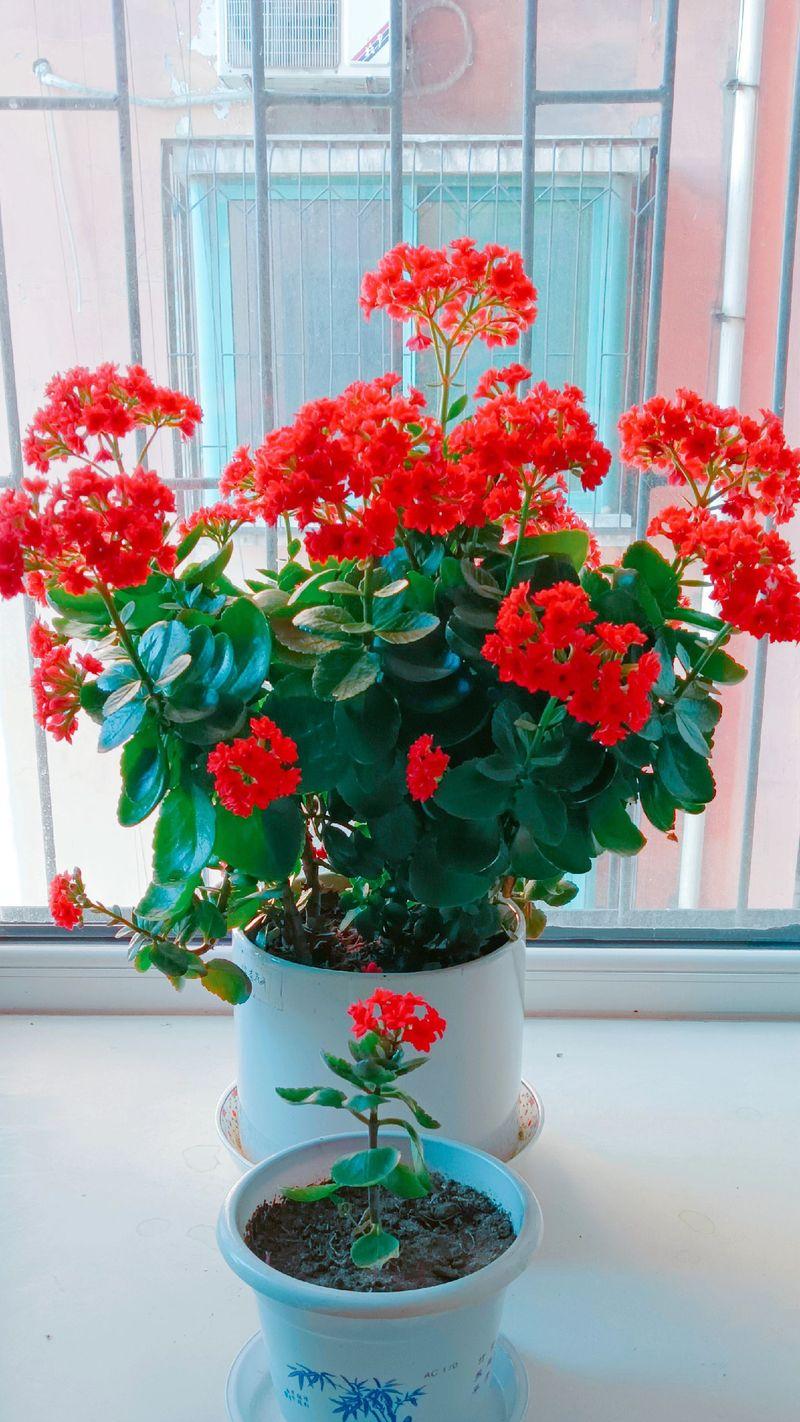 长寿寓意的花束有哪些花？哪些花卉代表了长寿和健康？