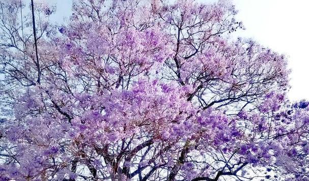 紫色蓝花楹树象征什么？它的寓意有哪些？