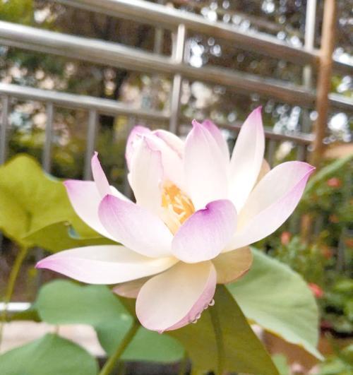 富贵莲子花象征着什么？