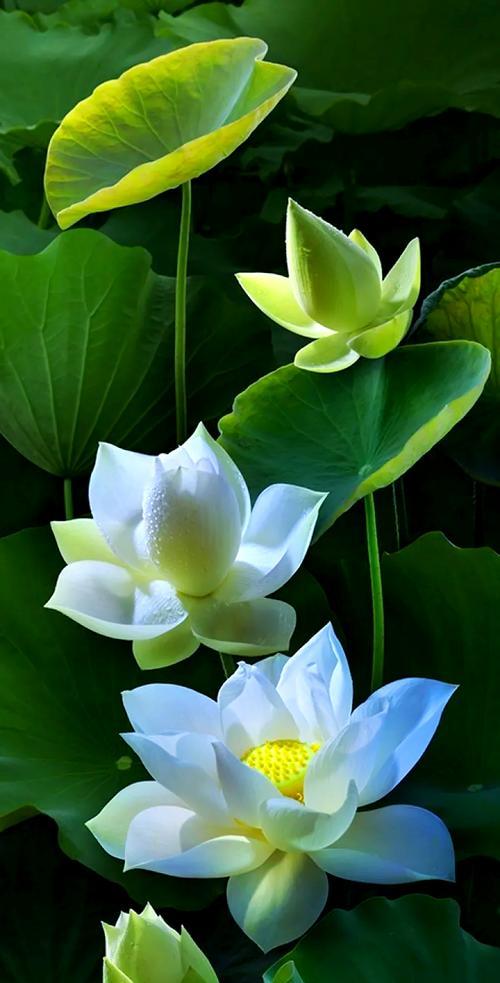 富贵莲子花象征着什么？