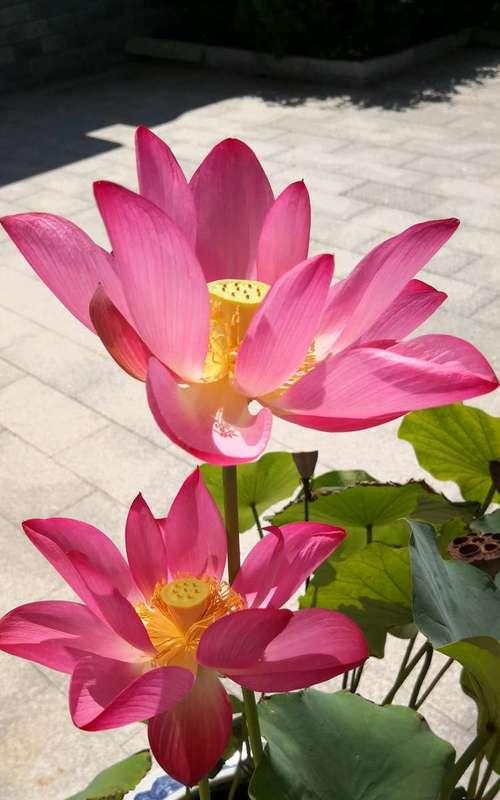 富贵莲子花象征着什么？