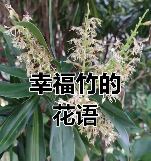 哪种花象征着平凡的幸福？