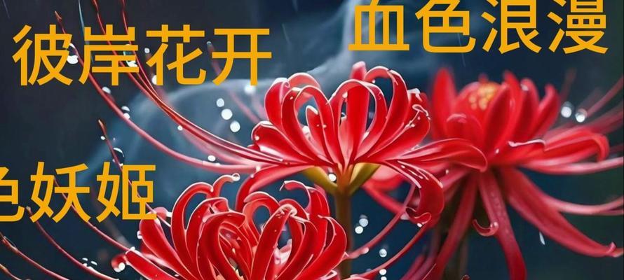 红色彼岸花的寓意是什么？它象征着什么？