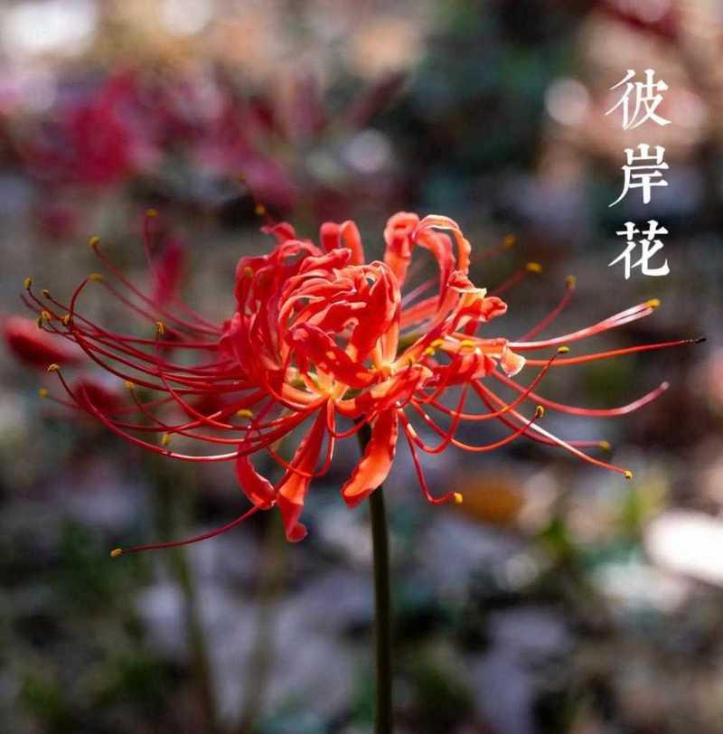 红色彼岸花的寓意是什么？它象征着什么？