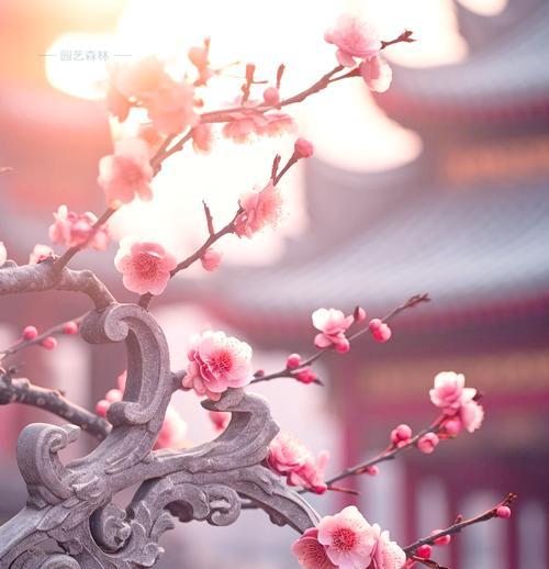 春节期间寓意吉利的花是什么？