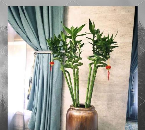 春节期间寓意吉利的花是什么？