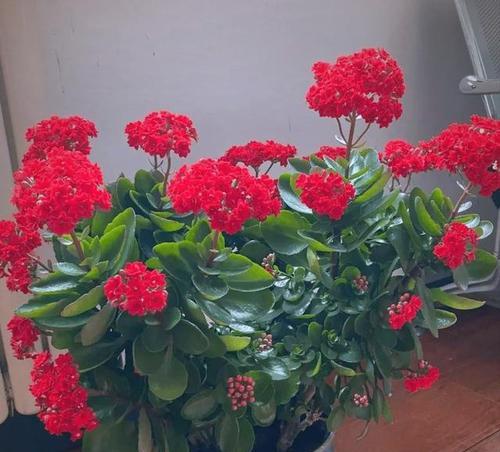 春节期间寓意吉利的花是什么？
