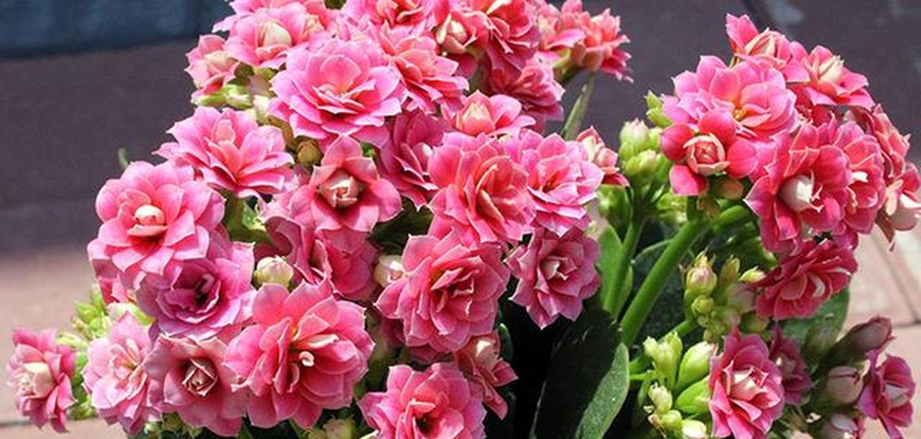哪些花象征平安美好？它们的寓意是什么？
