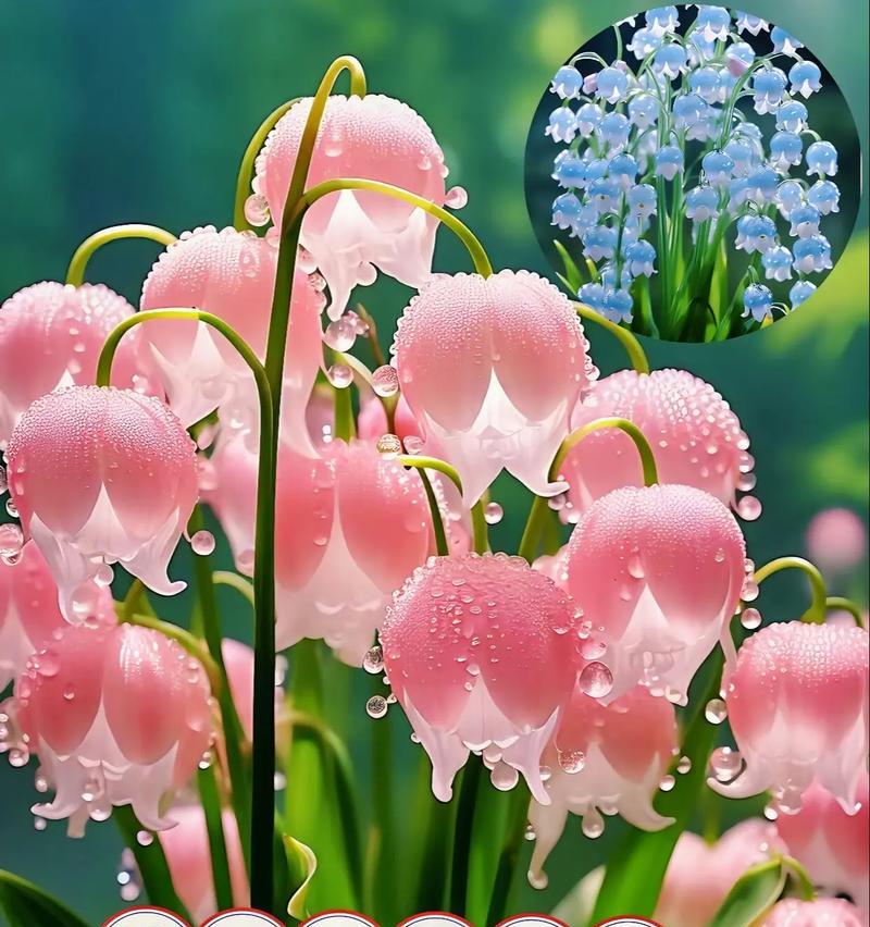 哪些花象征平安美好？它们的寓意是什么？